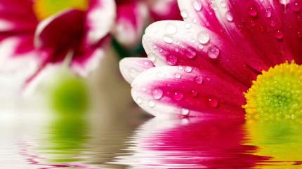 Flowers and Water