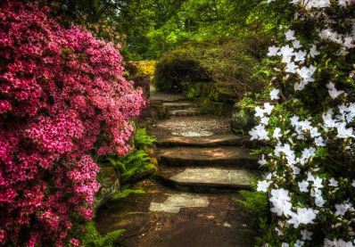 Flowers and Garden Path