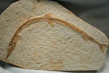 Fish Fossil